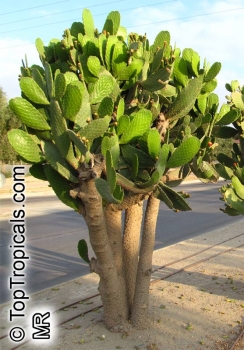 Opuntia ficus-indica, 20-250 Samen