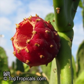 Opuntia ficus-indica, 20-250 Samen