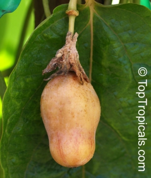 Passiflora maliformis, 10 Samen