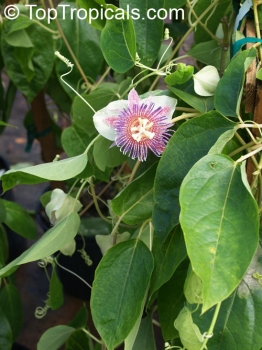 Passiflora maliformis, 10 Samen