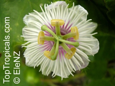 Passiflora foetida, 6 Samen