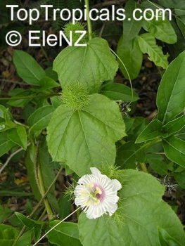 Passiflora foetida, 6 Samen