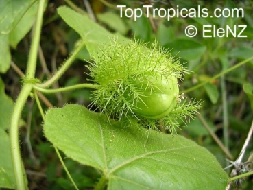 Passiflora foetida, 6 Samen