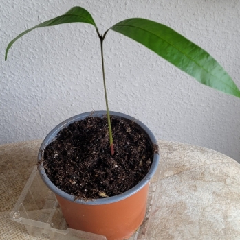 Bouea macrophylla, Pflaumenmango, Plum Mango, Gandaria, 1 Pflanze