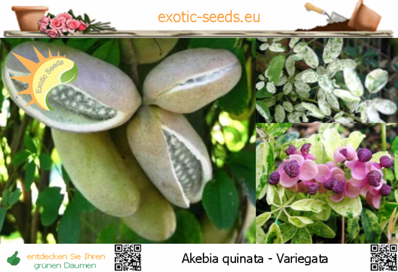 Exotic Seeds - Akebia quinata 'variegata' * 50-500 Samen
