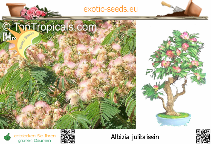 Exotic Seeds - Albizia julibrissin, Seidenbaum, Schlafbaum, Bonsai, 20 Samen