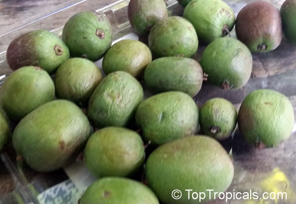 Actinidia arguta 'Issai', 20-500 Samen