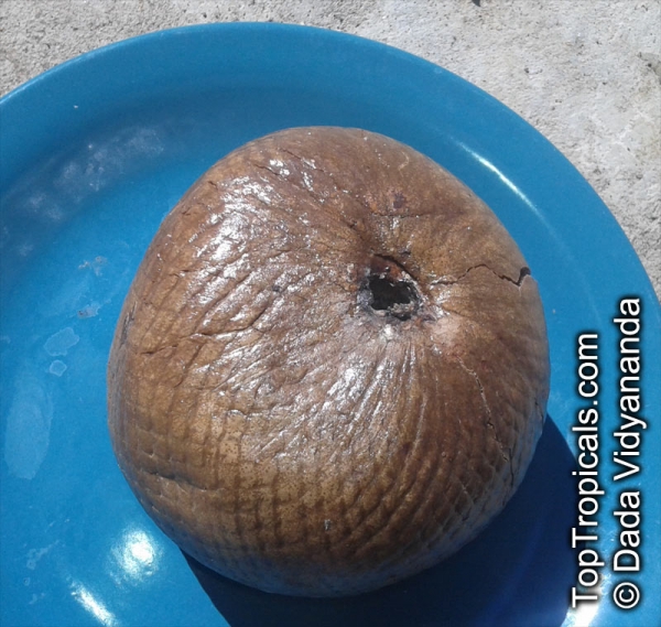 Borojoa patinoi, 10 Samen