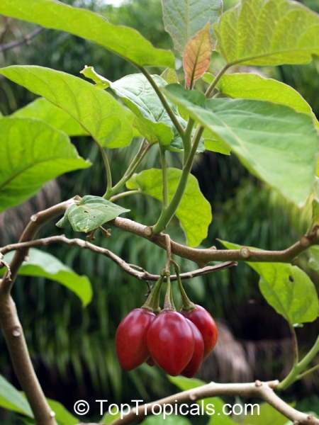 Cyphomandra betacea 'orange', 30-300 Samen