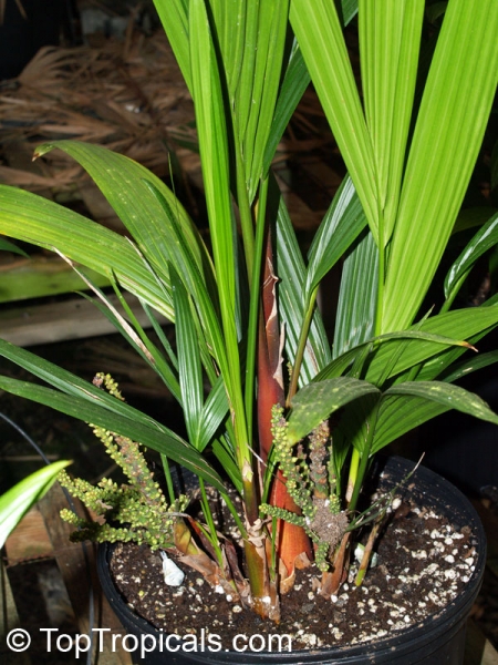 Cyrtostachys renda 10-100 Samen