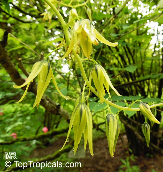 Decaisnea fargesii, 10 Samen