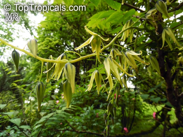 Decaisnea fargesii, 10 Samen