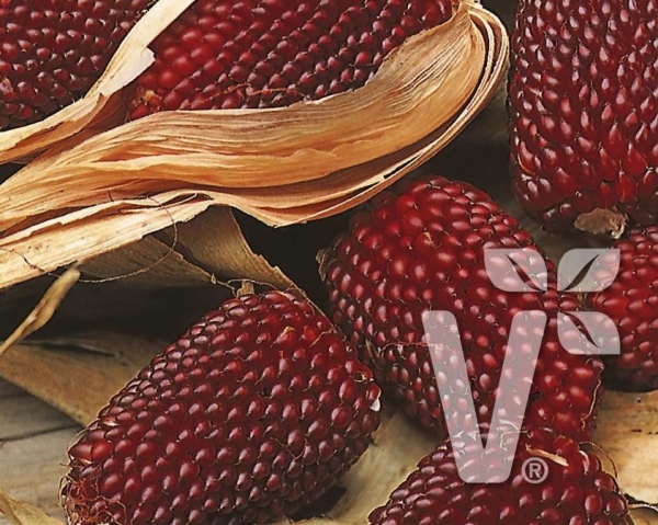 Erdbeermais, 20 Samen