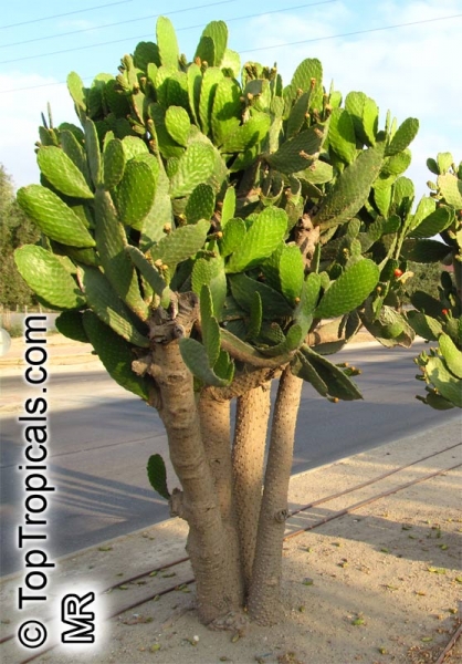 Exotic Seeds - Opuntia ficus-indica, 20-250 Samen