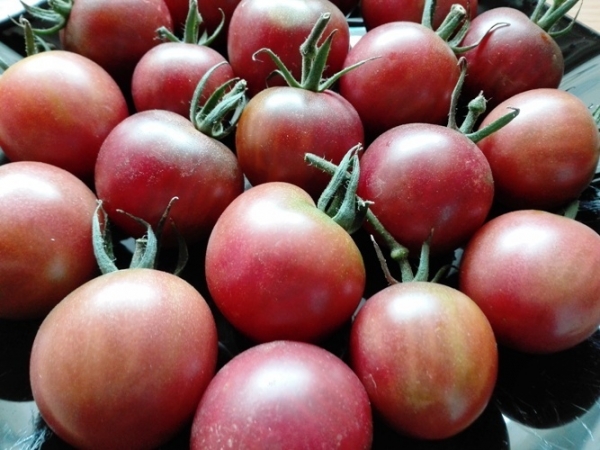 Tomate 'Black Cherry', 20-500 Samen