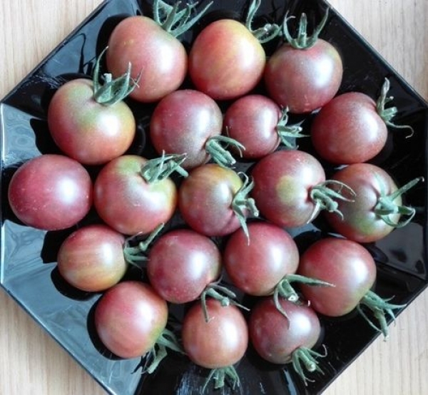 Tomate 'Black Cherry', 20-500 Samen