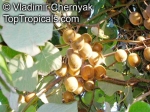Actinidia chinensis 'Jenny', 20-500 Samen